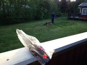 Kurt har lämnat Sik till oss och den ska vi äta så fort George klippt gräset klart!